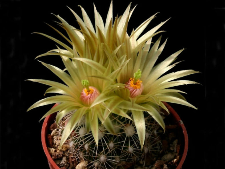 Pelecyphora missouriensis (Missouri Foxtail Cactus) aka Escobaria missouriensis