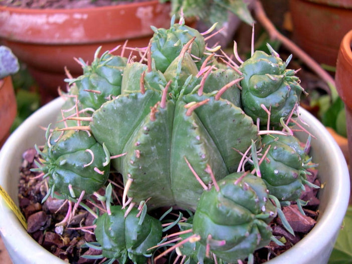 Euphorbia pulvinata - Pincushion Euphorbia