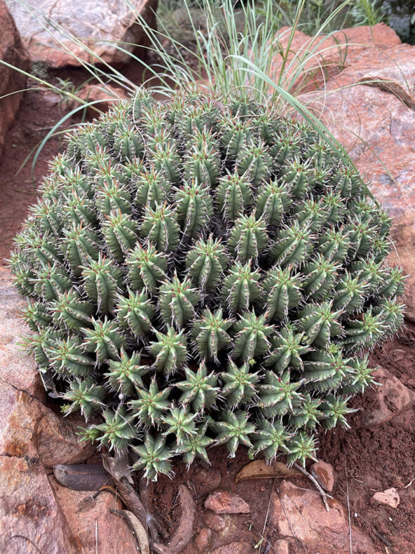 Euphorbia pulvinata (Pincushion Euphorbia)