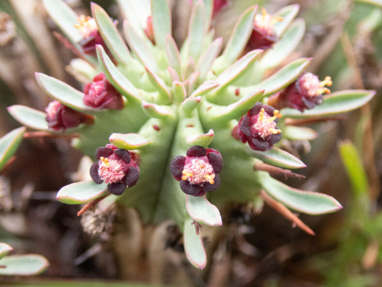 Euphorbia pulvinata (Pincushion Euphorbia)