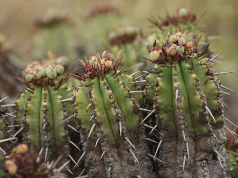 Euphorbia pulvinata (Pincushion Euphorbia)