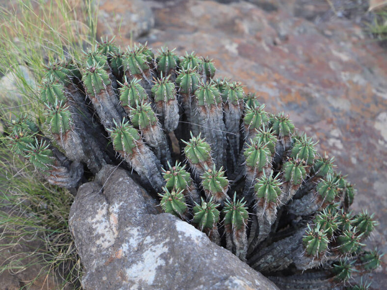 Euphorbia pulvinata (Pincushion Euphorbia)