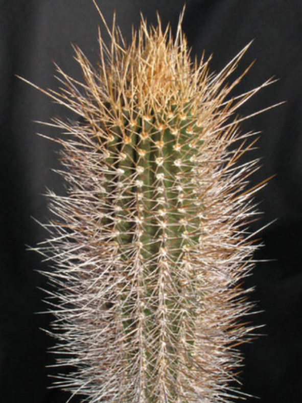 Jasminocereus thouarsii – Candelabra Cactus
