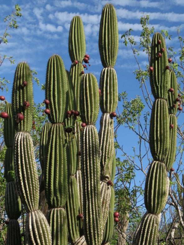 Jasminocereus thouarsii - Candelabra Cactus