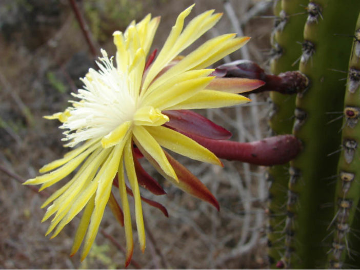 Jasminocereus thouarsii – Candelabra Cactus