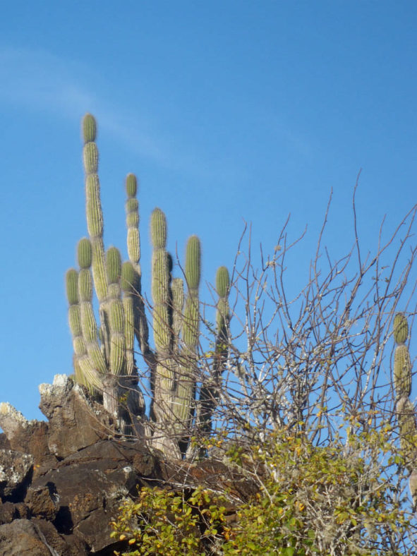 Jasminocereus thouarsii – Candelabra Cactus