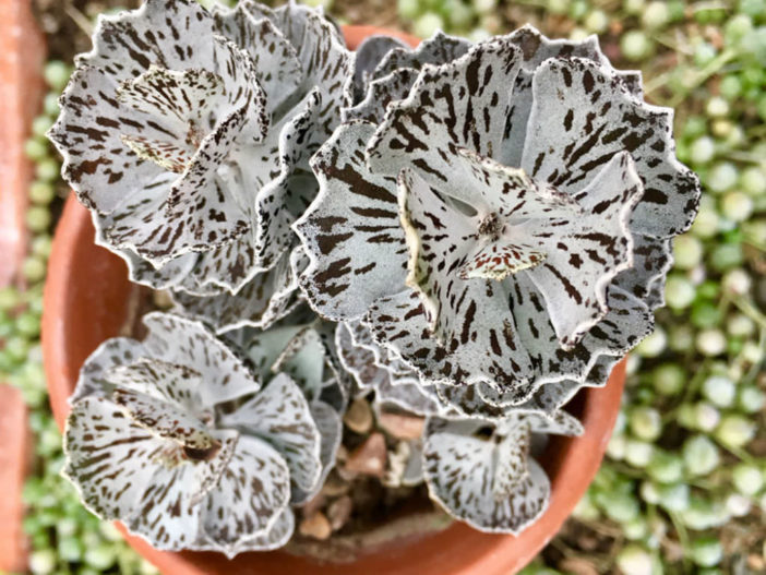 Kalanchoe rhombopilosa (Pies from Heaven)