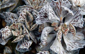 Kalanchoe rhombopilosa (Pies from Heaven) Kalanchoe rhombopilosa (Pies from Heaven)