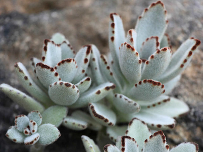 Kalanchoe tomentosa (Panda Plant) - World of Succulents