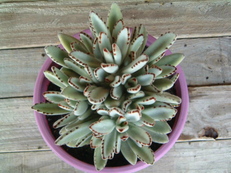 Kalanchoe Tomentosa Panda Plant World Of Succulents