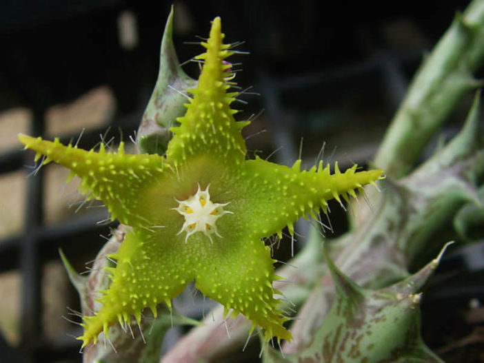 Orbea dummeri (Stapelia dummeri)