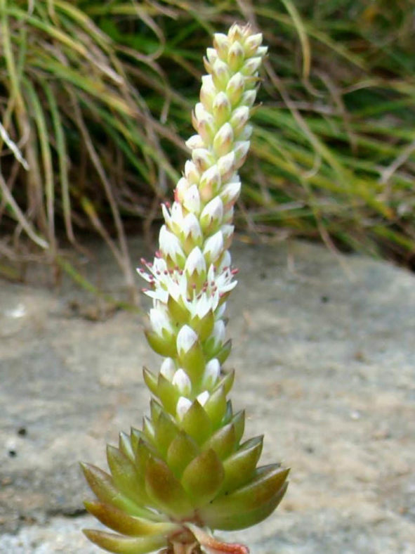 Orostachys japonica - Rock Pine