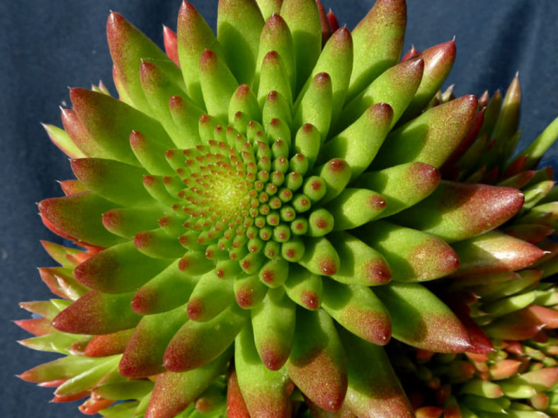 Orostachys japonica - Rock Pine