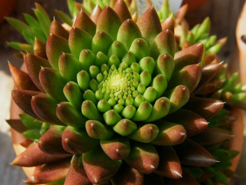 Orostachys japonica - Rock Pine
