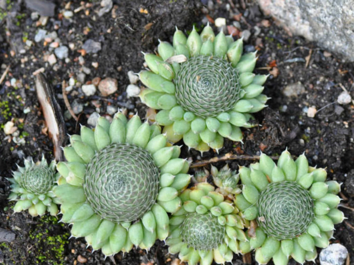 Orostachys spinosa (Dunce's Caps)
