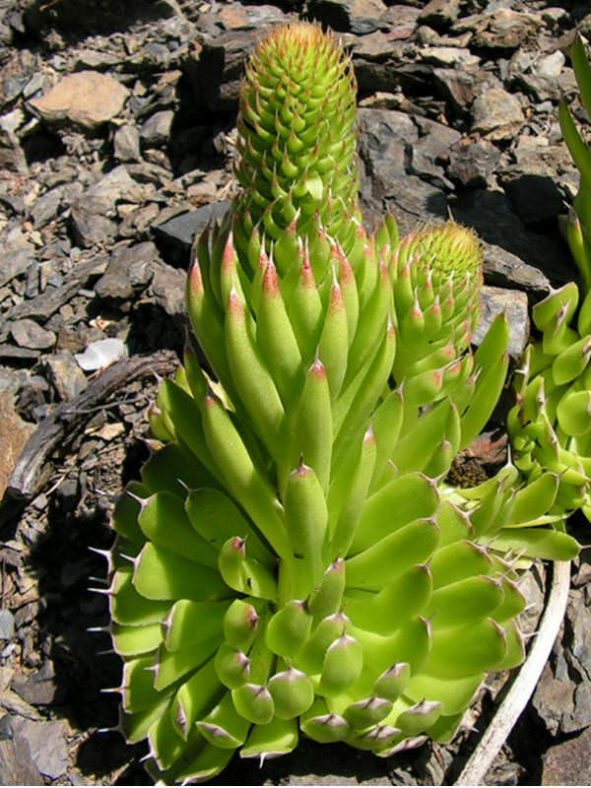 Orostachys spinosa (Dunce's Caps)