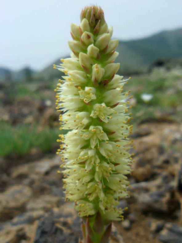 Orostachys spinosa (Dunce's Caps)