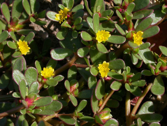 Portulaca oleracea (Common Purslane)