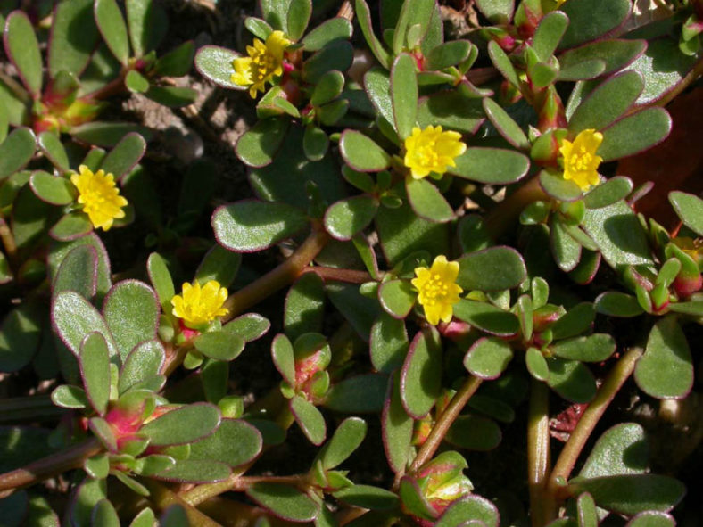 Portulaca oleracea (Common Purslane)