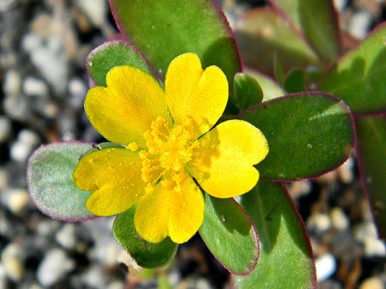 Portulaca oleracea (Common Purslane)