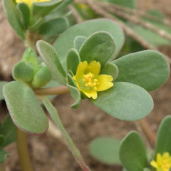 Portulaca oleracea (Common Purslane) - World of Succulents