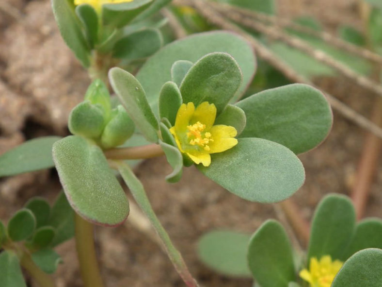 Portulaca oleracea (Common Purslane)