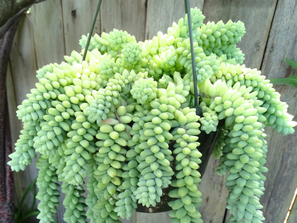 Sedum burrito (Baby Burro's Tail) - World of Succulents