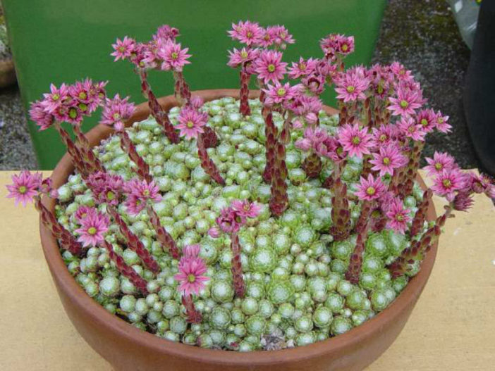 How to Grow and Care for a Cobweb  Houseleek Sempervivum 