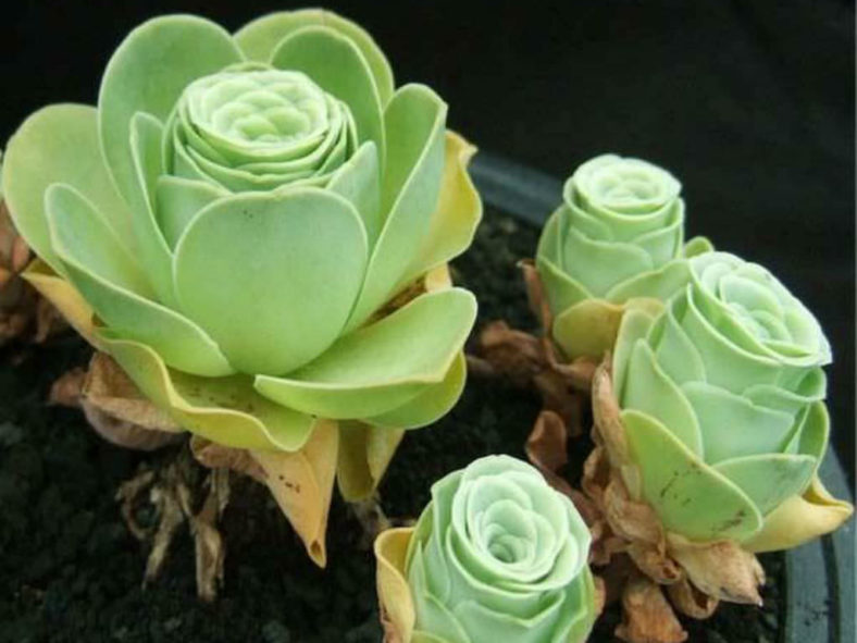 Aeonium aureum (Green Rose Buds) aka Greenovia aurea
