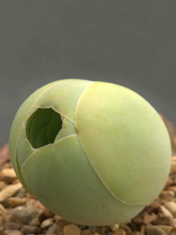Aeonium aureum (Green Rose Buds) aka Greenovia aurea