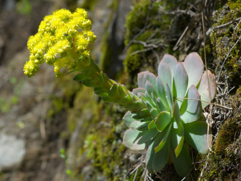 Aeonium aureum (Green Rose Buds) aka Greenovia aurea