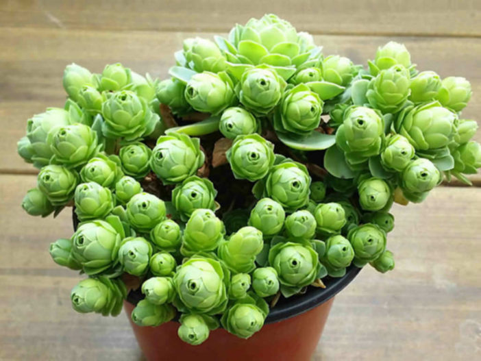 Aeonium dodrantale (Greenovia dodrantalis)