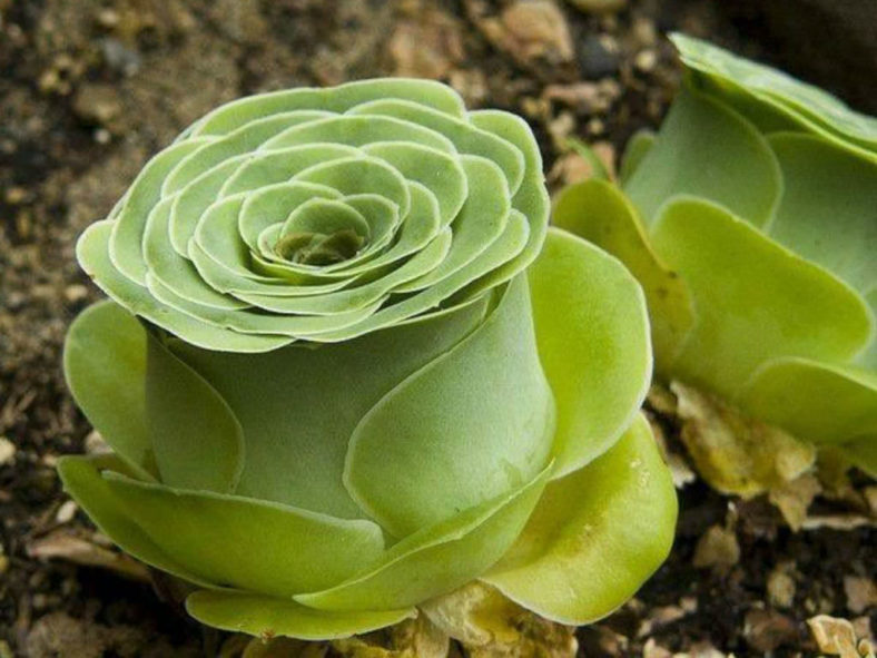 Aeonium aureum (Green Rose Buds)