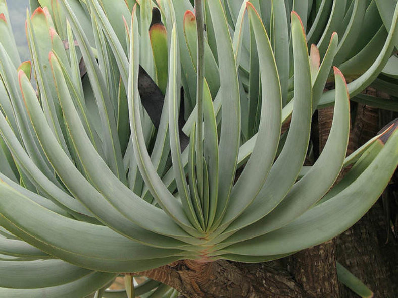 Kumara plicatilis (Fan Aloe) aka Aloe plicatilis