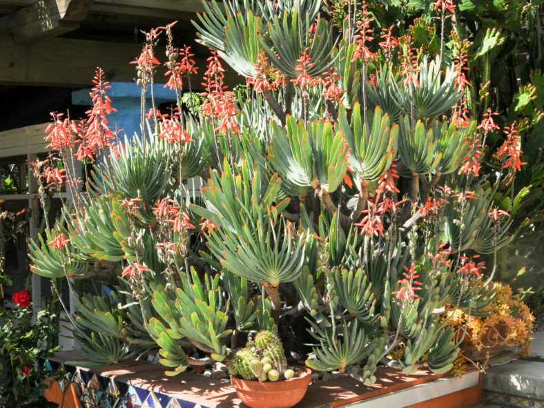 Kumara plicatilis (Fan Aloe) aka Aloe plicatilis