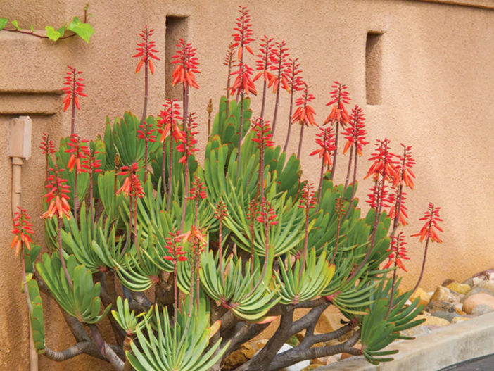 Kumara plicatilis (Fan Aloe) aka Aloe plicatilis