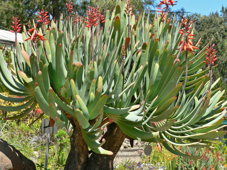 Kumara plicatilis (Fan Aloe) aka Aloe plicatilis