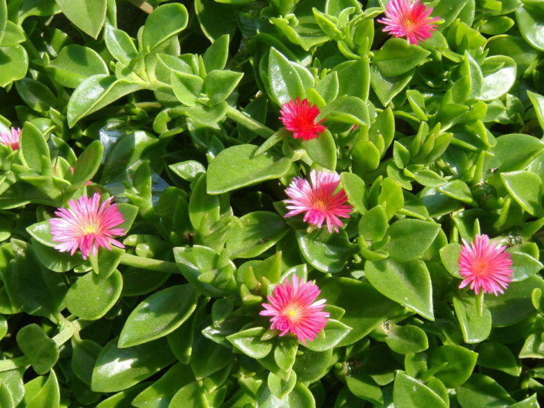 Mesembryanthemum cordifolium (Baby Sun Rose) aka Aptenia cordifolia