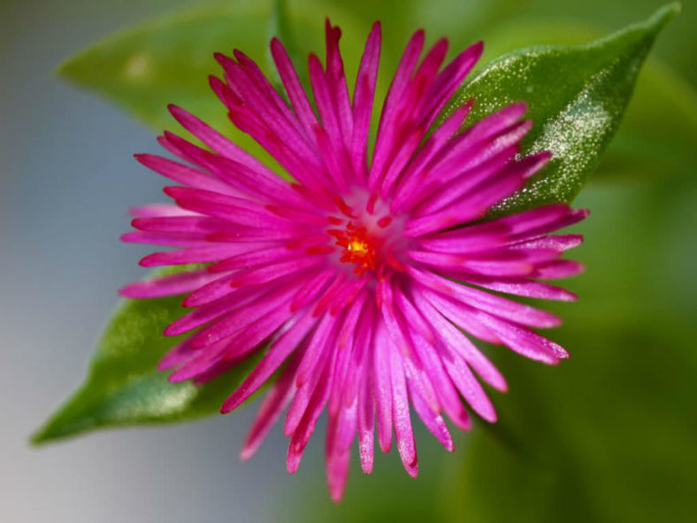 Mesembryanthemum cordifolium (Baby Sun Rose) aka Aptenia cordifolia