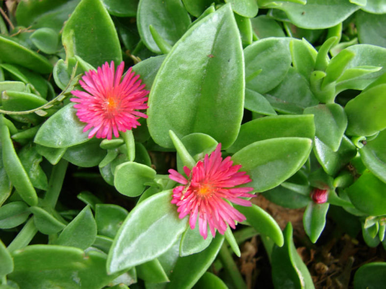 Mesembryanthemum cordifolium (Baby Sun Rose) aka Aptenia cordifolia