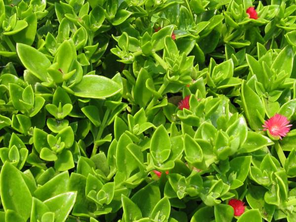 Aptenia cordifolia - Baby Sun Rose, Heartleaf Iceplant | World of ...