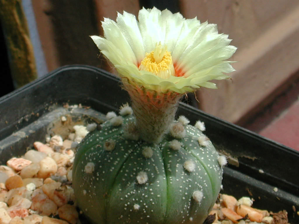 Astrophytum asterias (Sand Dollar Cactus)