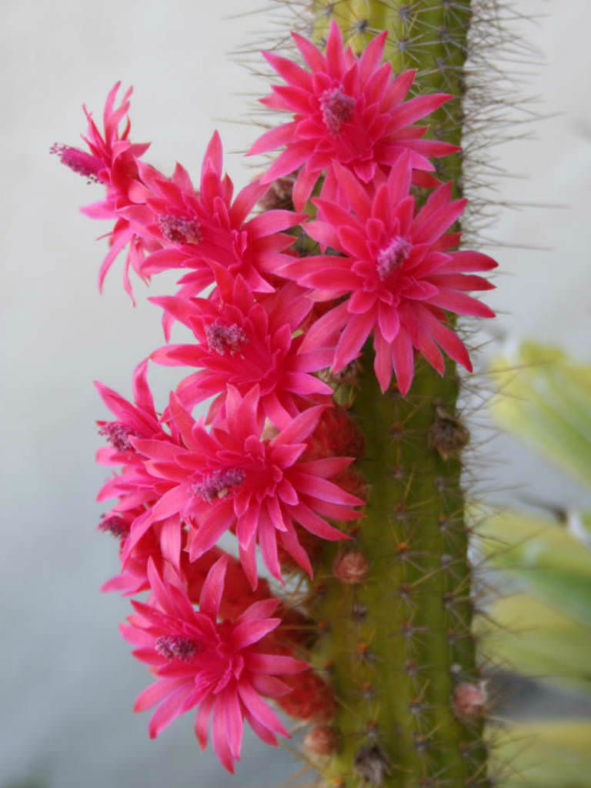 Cleistocactus samaipatanus - Flowers