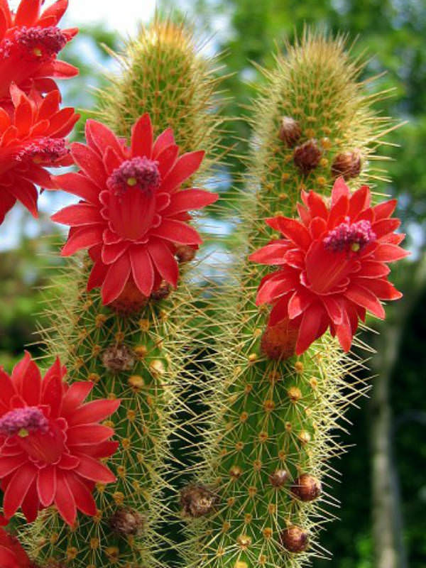 cleistocactus cactus succulents flowers worldofsucculents suculentas plants desert cacti exotic botanical aka garden columnar davesgarden via em planting
