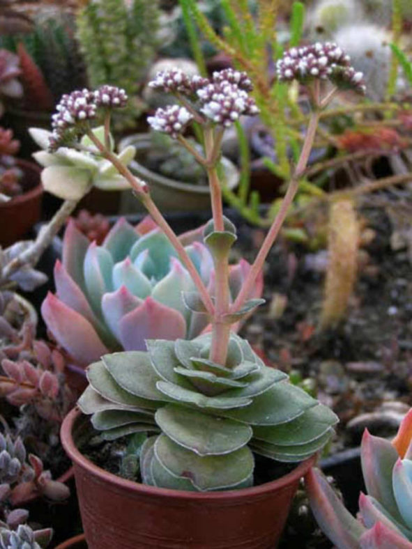 Crassula hemisphaerica