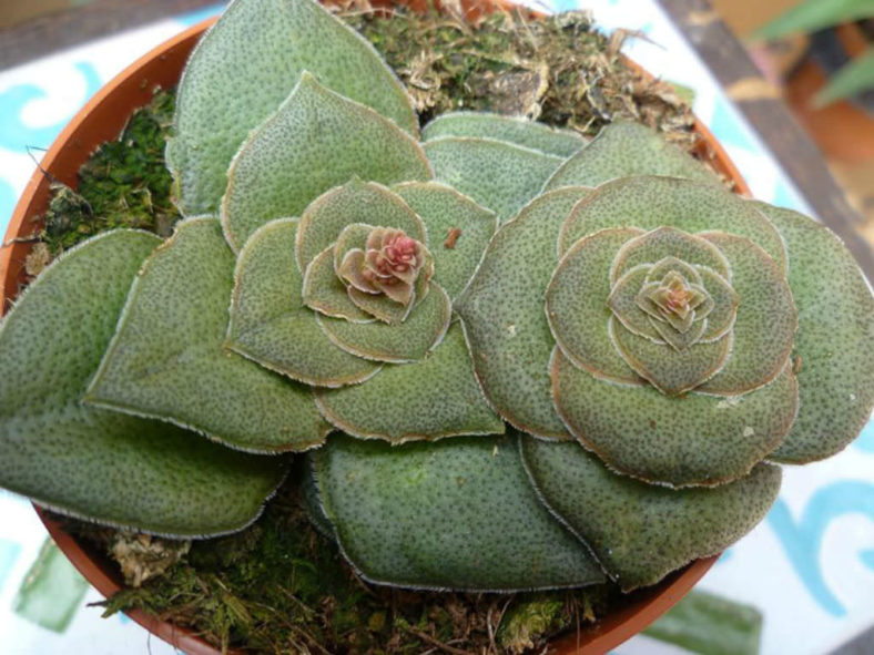 Crassula hemisphaerica