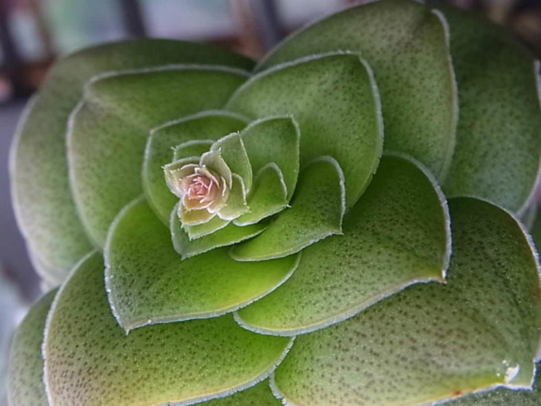Crassula hemisphaerica