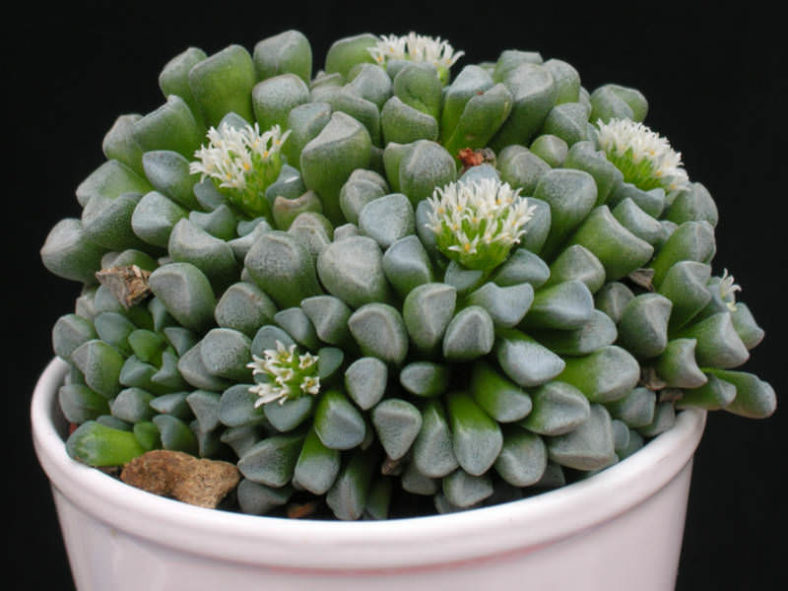 Crassula mesembrianthemopsis