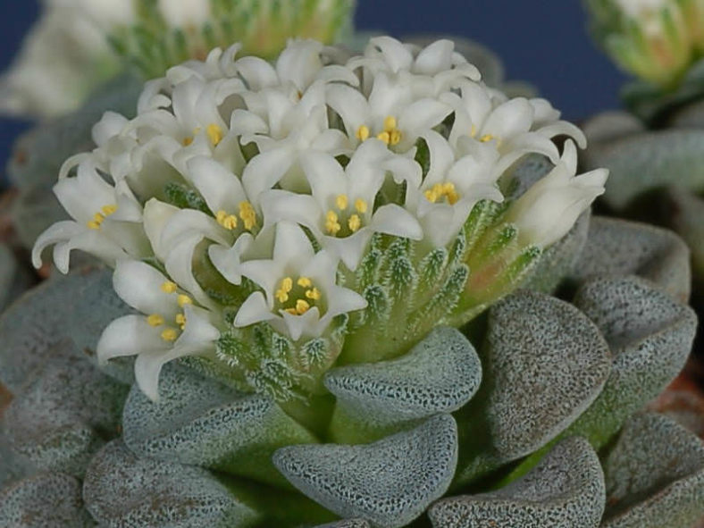 Crassula mesembrianthemopsis-Flowers