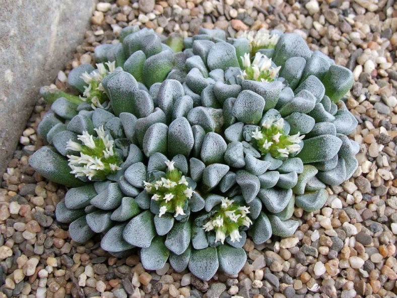 Crassula mesembrianthemopsis